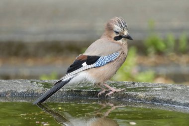 Avrasyalı Jay (Garrulus glandarius) İsviçre 'nin Zürih kentindeki çeşmenin kenarında oturuyordu.