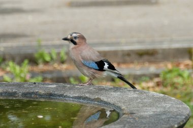 Avrasyalı Jay (Garrulus glandarius) İsviçre 'nin Zürih kentindeki çeşmenin kenarında oturuyor