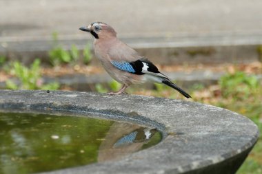 Avrasyalı Jay (Garrulus glandarius) İsviçre 'nin Zürih kentindeki çeşmenin kenarında oturuyor