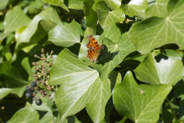 Zürih, İsviçre 'de yeşil bir yaprağın üzerinde oturan virgül kelebeği (Polygonia c-album)
