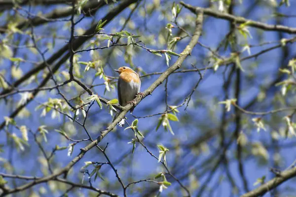 Zürih, İsviçre 'de bir ağaç dalında oturan Avrupa bülbülü (Erithacus rubecula)