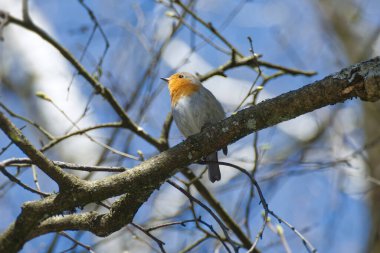 Zürih, İsviçre 'de bir ağaç dalında oturan Avrupa bülbülü (Erithacus rubecula)