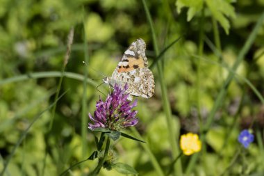 Boyalı Kadın (Vanessa Cardui) İsviçre 'nin Zürih şehrindeki pembe çiçeğe tünemiş kelebek