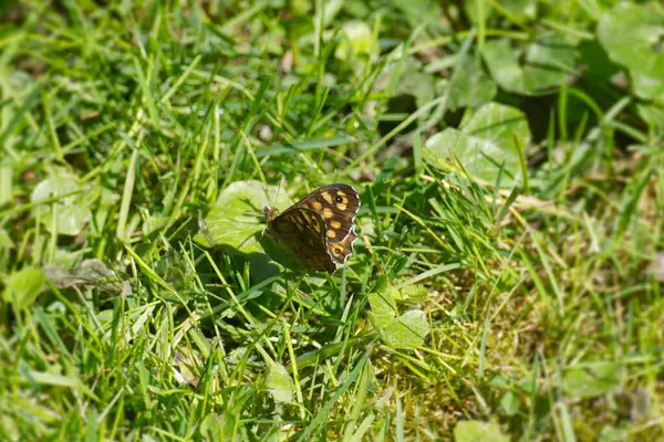 Benekli Kelebek (Pararge aegeria) İsviçre 'nin Zürih kentinde yeşil bir yaprağın üzerinde oturuyor.