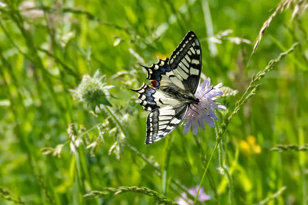 Eski Dünya Kırlangıç Kuyruğu (