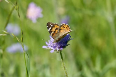 Boyalı Bayan (Vanessa Cardui) Kelebek İsviçre 'nin Zürih şehrinde küçük bir kırışıklığın üzerinde oturuyor.