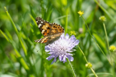 Boyalı Bayan (Vanessa Cardui) Kelebek İsviçre 'nin Zürih şehrinde küçük bir kırışıklığın üzerinde oturuyor.