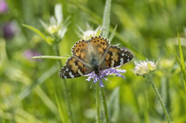 Boyalı Bayan (Vanessa Cardui) Kelebek İsviçre 'nin Zürih şehrinde küçük bir kırışıklığın üzerinde oturuyor.