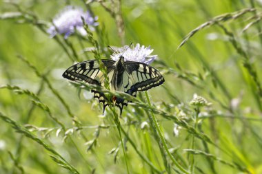 Eski Dünya Kırlangıç Kuyruğu (