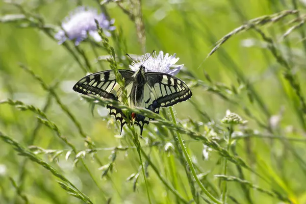 Eski Dünya Kırlangıç Kuyruğu (