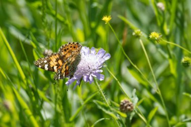 Boyalı Bayan (Vanessa Cardui) Kelebek İsviçre 'nin Zürih şehrinde küçük bir kırışıklığın üzerinde oturuyor.