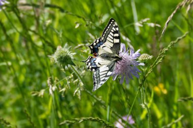 Eski Dünya Kırlangıç Kuyruğu (