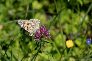 Boyalı Kadın (Vanessa Cardui) İsviçre 'nin Zürih şehrindeki pembe çiçeğe tünemiş kelebek