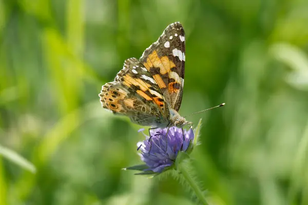 Boyalı Bayan (Vanessa Cardui) Kelebek İsviçre 'nin Zürih şehrinde küçük bir kırışıklığın üzerinde oturuyor.