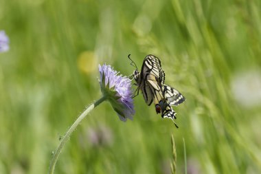 Eski Dünya Kırlangıç Kuyruğu (