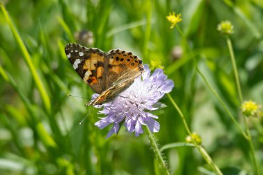 Boyalı Bayan (Vanessa Cardui) Kelebek İsviçre 'nin Zürih şehrinde küçük bir kırışıklığın üzerinde oturuyor.