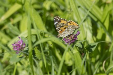 Boyalı Kadın (Vanessa Cardui) İsviçre 'nin Zürih şehrindeki pembe çiçeğe tünemiş kelebek