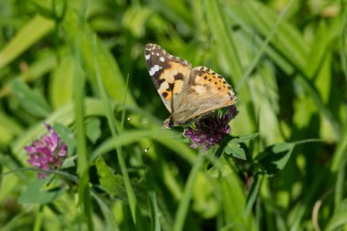 Boyalı Kadın (Vanessa Cardui) İsviçre 'nin Zürih şehrindeki pembe çiçeğe tünemiş kelebek