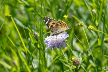 Boyalı Bayan (Vanessa Cardui) Kelebek İsviçre 'nin Zürih şehrinde küçük bir kırışıklığın üzerinde oturuyor.