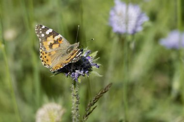 Boyalı Bayan (Vanessa Cardui) Kelebek İsviçre 'nin Zürih şehrinde küçük bir kırışıklığın üzerinde oturuyor.