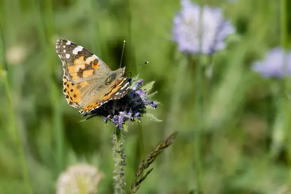Boyalı Bayan (Vanessa Cardui) Kelebek İsviçre 'nin Zürih şehrinde küçük bir kırışıklığın üzerinde oturuyor.