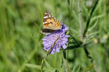 Boyalı Bayan (Vanessa Cardui) Kelebek İsviçre 'nin Zürih şehrinde küçük bir kırışıklığın üzerinde oturuyor.
