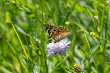 Boyalı Bayan (Vanessa Cardui) Kelebek İsviçre 'nin Zürih şehrinde küçük bir kırışıklığın üzerinde oturuyor.