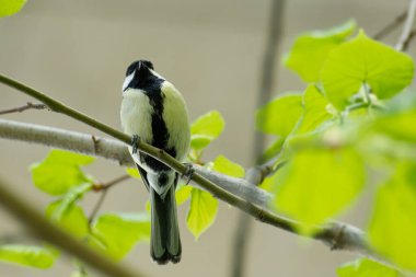 Great tit (Parus major) sitting in a tree in Zurich, Switzerland