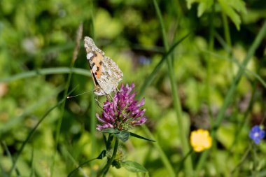 Boyalı Kadın (Vanessa Cardui) İsviçre 'nin Zürih şehrindeki pembe çiçeğe tünemiş kelebek