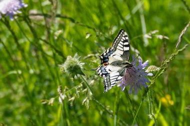 Eski Dünya Kırlangıç Kuyruğu (