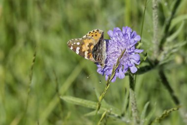 Boyalı Bayan (Vanessa Cardui) Kelebek İsviçre 'nin Zürih şehrinde küçük bir kırışıklığın üzerinde oturuyor.