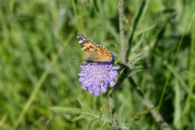 Boyalı Bayan (Vanessa Cardui) Kelebek İsviçre 'nin Zürih şehrinde küçük bir kırışıklığın üzerinde oturuyor.