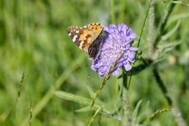 Boyalı Bayan (Vanessa Cardui) Kelebek İsviçre 'nin Zürih şehrinde küçük bir kırışıklığın üzerinde oturuyor.