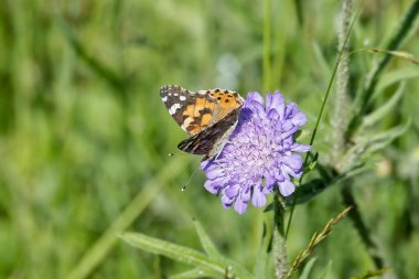 Boyalı Bayan (Vanessa Cardui) Kelebek İsviçre 'nin Zürih şehrinde küçük bir kırışıklığın üzerinde oturuyor.