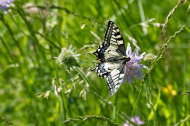 Eski Dünya Kırlangıç Kuyruğu (