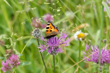 İsviçre, Zürih 'te pembe bir scabiosa üzerinde oturan küçük kaplumbağa kabuğu kelebeği (Aglais urticae)