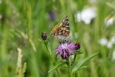 Boyalı Kadın (Vanessa Cardui) İsviçre 'nin Zürih şehrinde pembe bir scabiosa üzerinde oturan kelebek