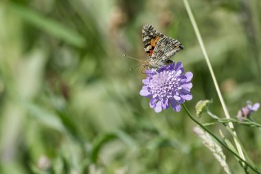 Boyalı Bayan (Vanessa Cardui) Kelebek İsviçre 'nin Zürih şehrinde küçük bir kırışıklığın üzerinde oturuyor.