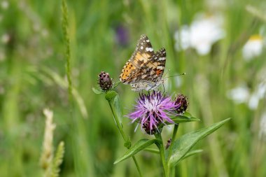 Boyalı Kadın (Vanessa Cardui) İsviçre 'nin Zürih şehrinde pembe bir scabiosa üzerinde oturan kelebek