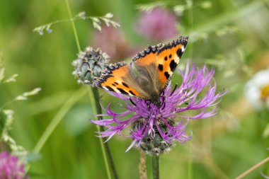 İsviçre, Zürih 'te pembe bir scabiosa üzerinde oturan küçük kaplumbağa kabuğu kelebeği (Aglais urticae)