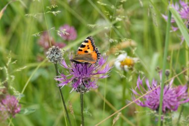 İsviçre, Zürih 'te pembe bir scabiosa üzerinde oturan küçük kaplumbağa kabuğu kelebeği (Aglais urticae)