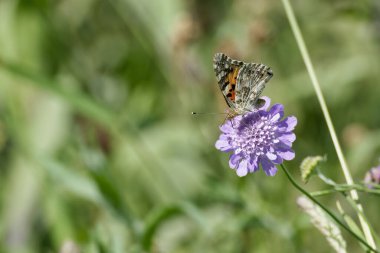 Boyalı Bayan (Vanessa Cardui) Kelebek İsviçre 'nin Zürih şehrinde küçük bir kırışıklığın üzerinde oturuyor.