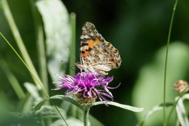 Boyalı Kadın (Vanessa Cardui) İsviçre 'nin Zürih şehrinde pembe bir scabiosa üzerinde oturan kelebek