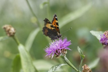 İsviçre, Zürih 'te pembe bir scabiosa üzerinde oturan küçük kaplumbağa kabuğu kelebeği (Aglais urticae)