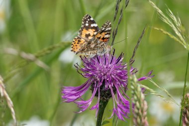 Boyalı Kadın (Vanessa Cardui) İsviçre 'nin Zürih şehrinde pembe bir scabiosa üzerinde oturan kelebek