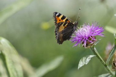 İsviçre, Zürih 'te pembe bir scabiosa üzerinde oturan küçük kaplumbağa kabuğu kelebeği (Aglais urticae)