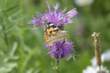 Boyalı Kadın (Vanessa Cardui) İsviçre 'nin Zürih şehrinde pembe bir scabiosa üzerinde oturan kelebek