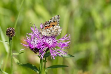 Boyalı Kadın (Vanessa Cardui) İsviçre 'nin Zürih şehrinde pembe bir scabiosa üzerinde oturan kelebek