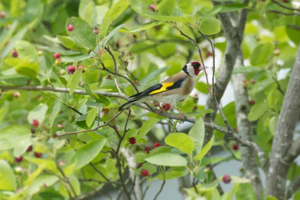 İsviçre, Zürih 'te bir ağaçta oturan ispinoz (Carduelis carduelis)