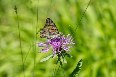 Boyalı Kadın (Vanessa Cardui) İsviçre 'nin Zürih şehrinde pembe bir scabiosa üzerinde oturan kelebek